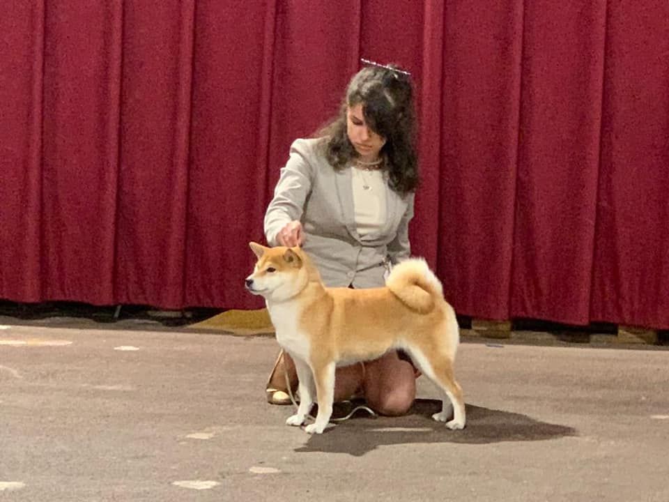 CH. J'katsumi no misaki go Kami No Uma - 1er EX CACIB BOB (Meilleur de race)