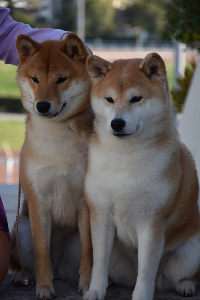 CH. J'katsumi no misaki go Kami No Uma - 1er Ex CACJ CACIBJ BEST VETERAN and BOS