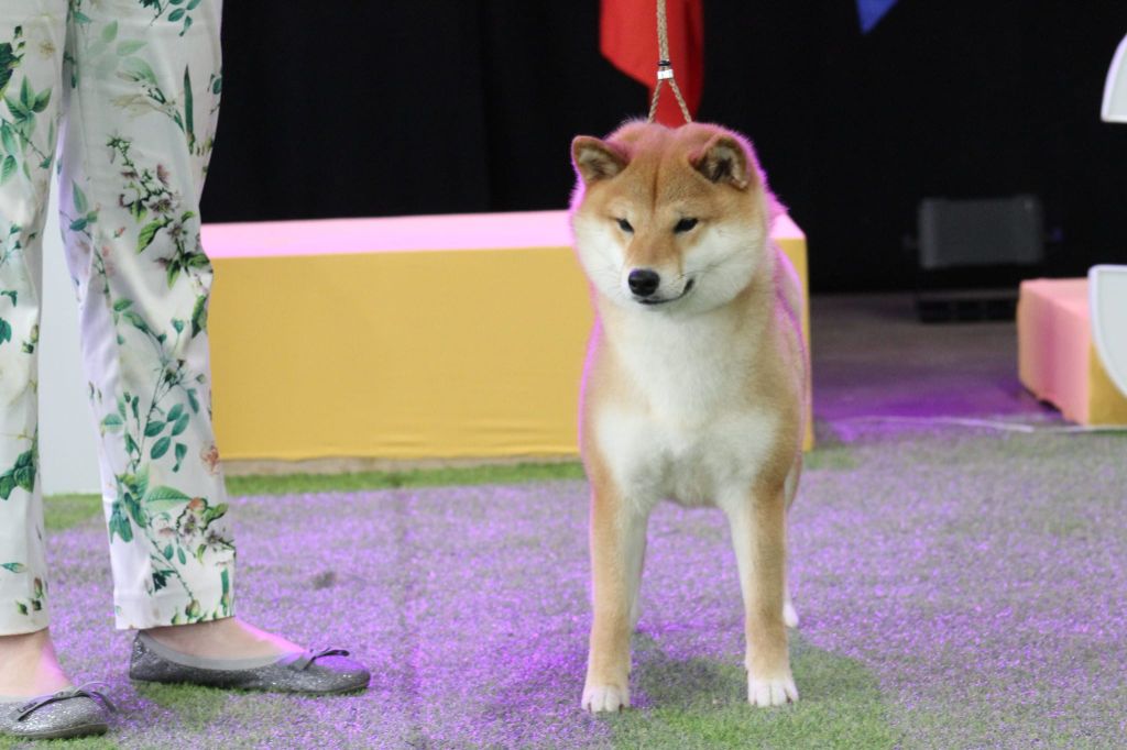 CH. Tomoko no yume Ô Shiryû - 1er EX CACS