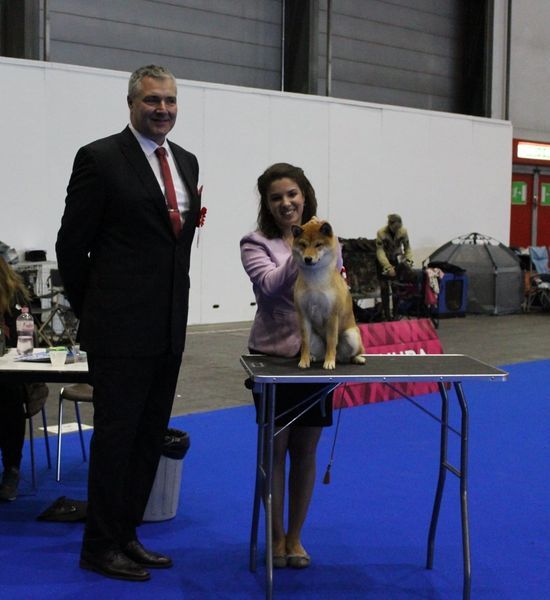 CH. Tomoko no yume Ô Shiryû - 1er Ex CACJ CACIBJ BEST JUNIOR