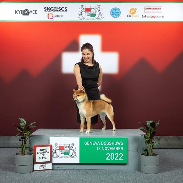 CH. Tomoko no yume Ô Shiryû - 1er Ex CACJ CACIBJ BEST JUNIOR