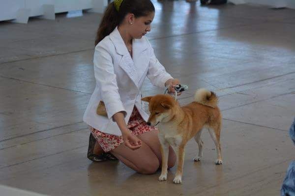 CH. J'katsumi no misaki go Kami No Uma - 1er Exc. Meilleur Jeune