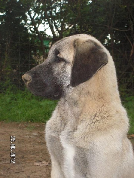 Publication : The Legend Of Kangal