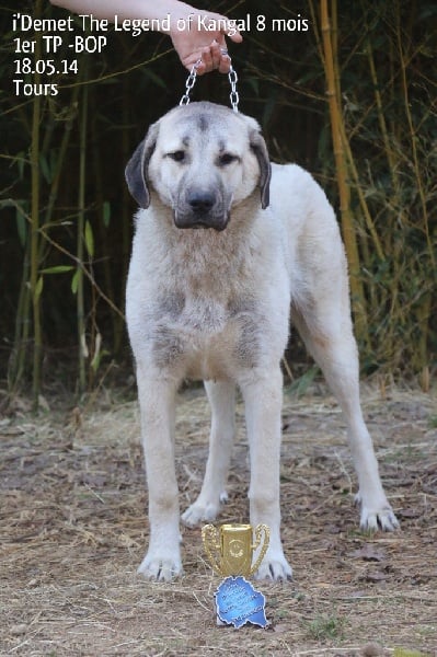 Publication : The Legend Of Kangal Auteur : Antunes Amelle