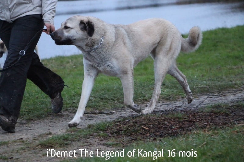 Publication : The Legend Of Kangal Auteur : Antunes Amelle