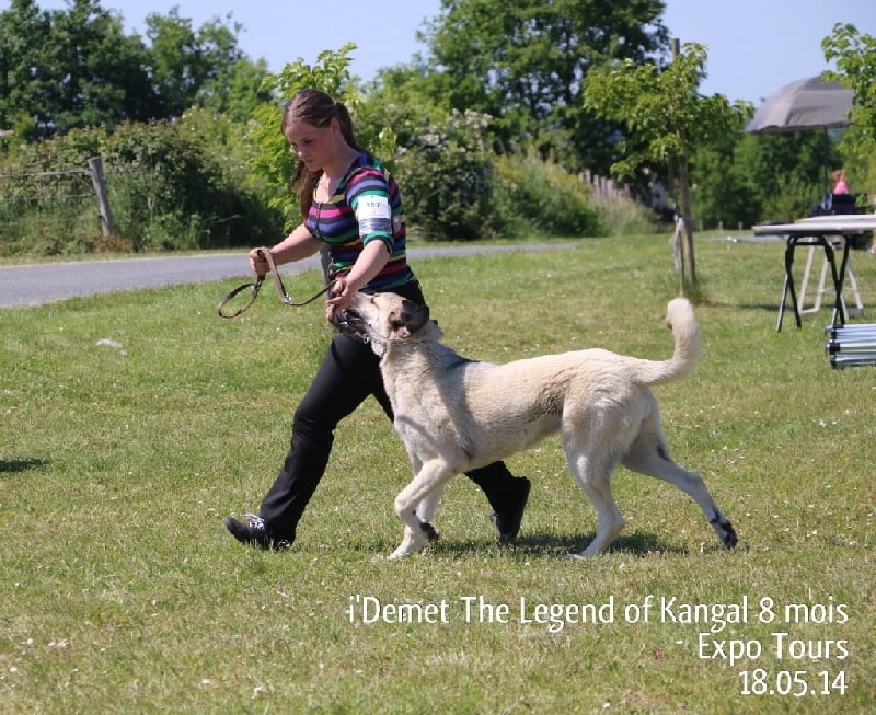 Publication : The Legend Of Kangal Auteur : Antunes Amelle