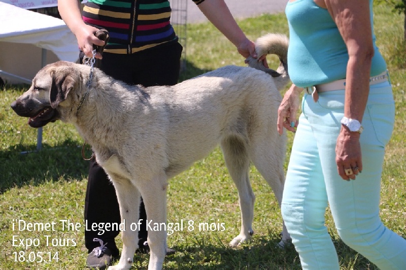 Publication : The Legend Of Kangal Auteur : Antunes Amelle