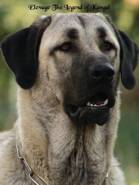 Publication : The Legend Of Kangal