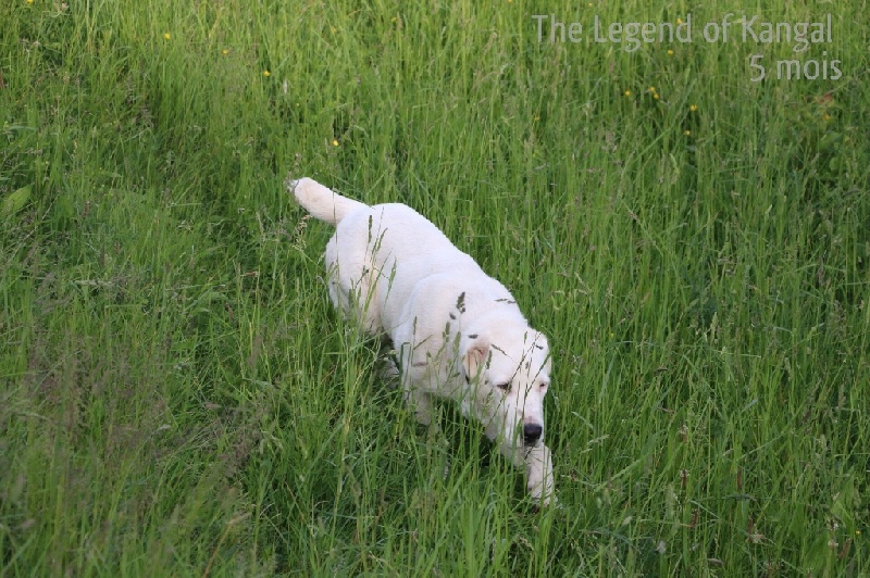 Publication : The Legend Of Kangal Auteur : The Legend of Kangal