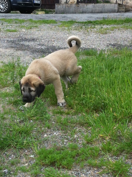 Publication : The Legend Of Kangal