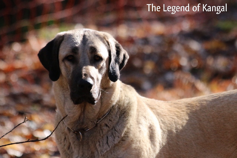 Publication : The Legend Of Kangal