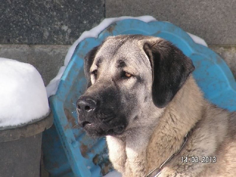 Publication : The Legend Of Kangal