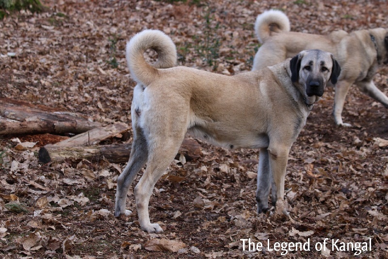 Publication : The Legend Of Kangal
