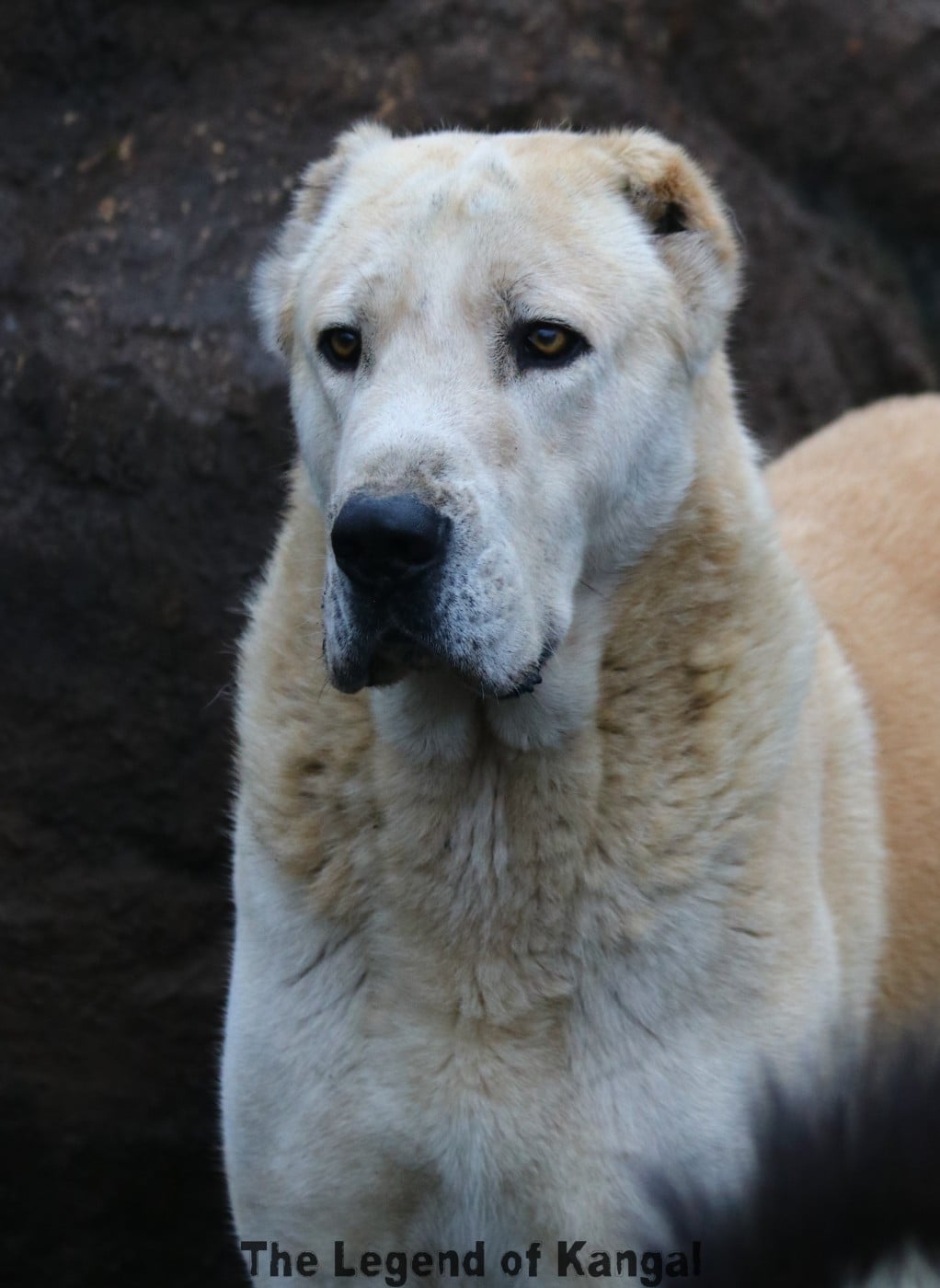 Publication : The Legend Of Kangal