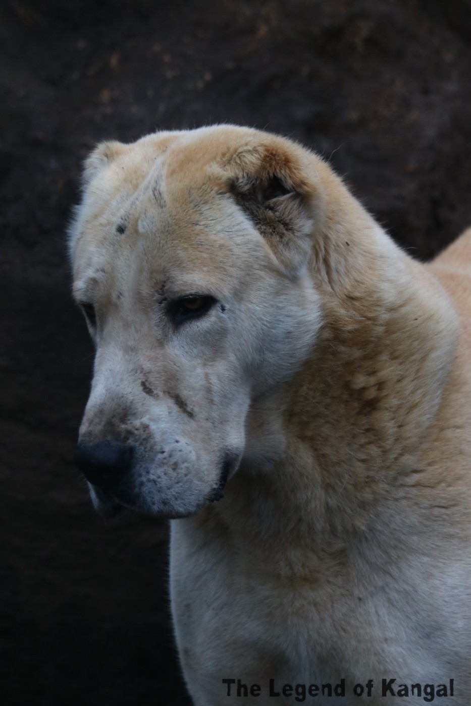 Publication : The Legend Of Kangal