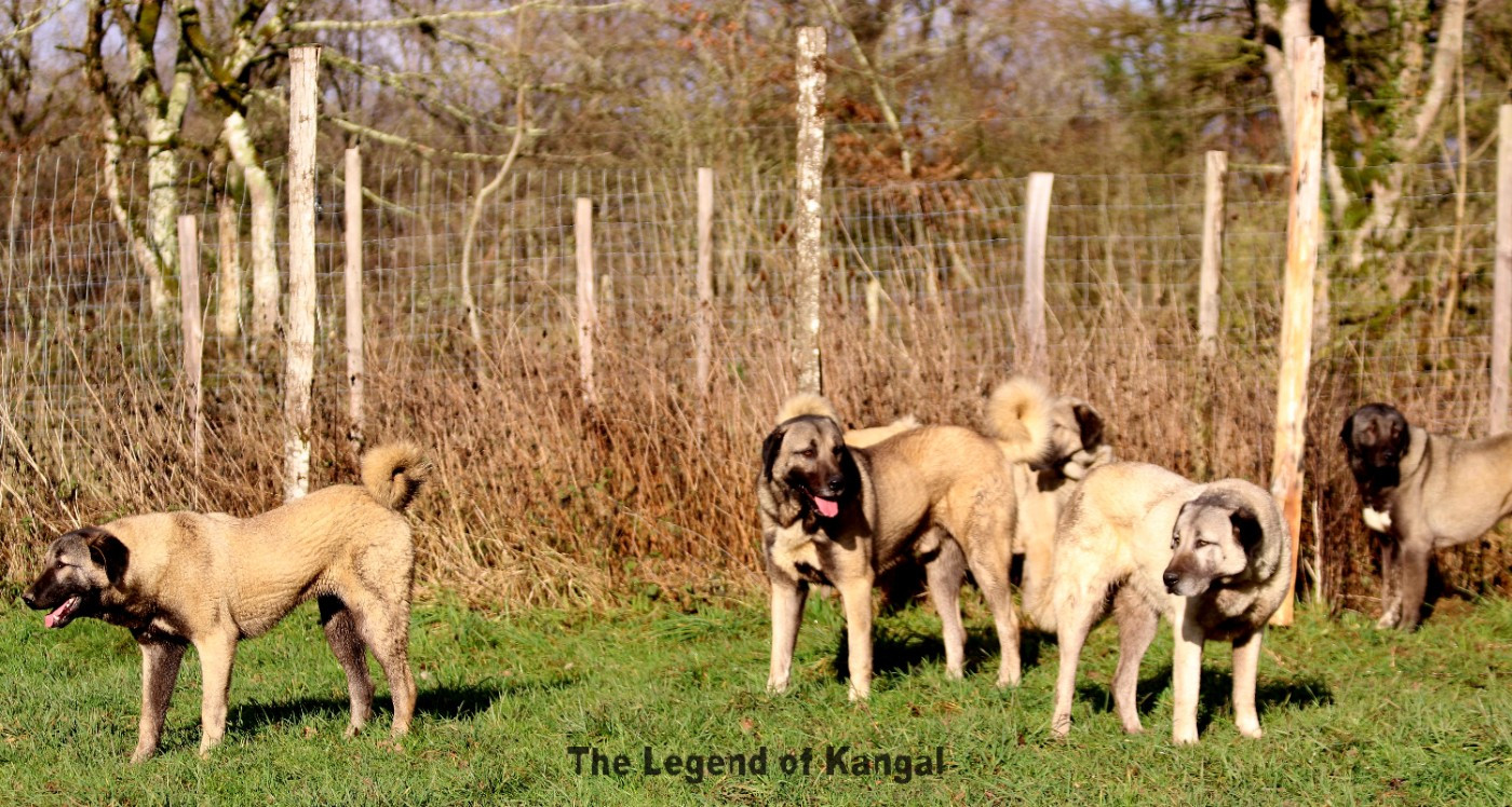 Publication : The Legend Of Kangal