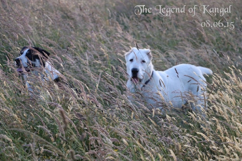 Publication : The Legend Of Kangal Auteur : The Legend of Kangal