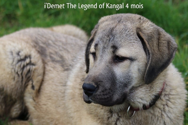 Publication : The Legend Of Kangal Auteur : Antunes Amelle