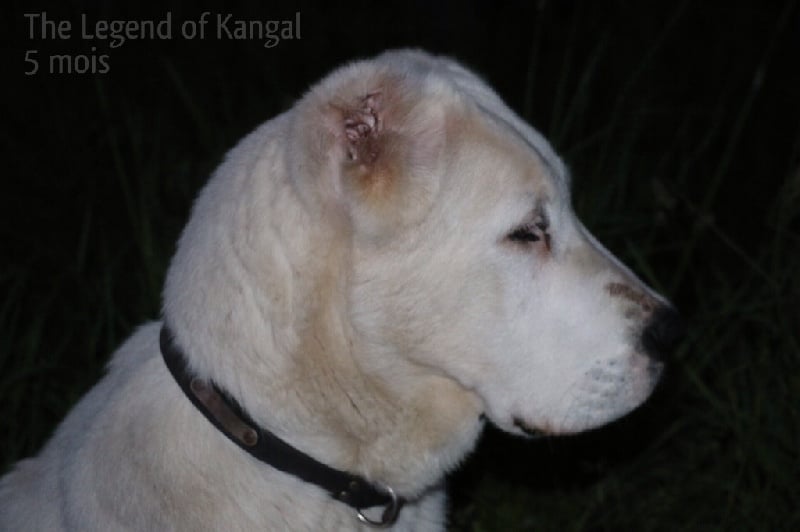 Publication : The Legend Of Kangal Auteur : The Legend of Kangal