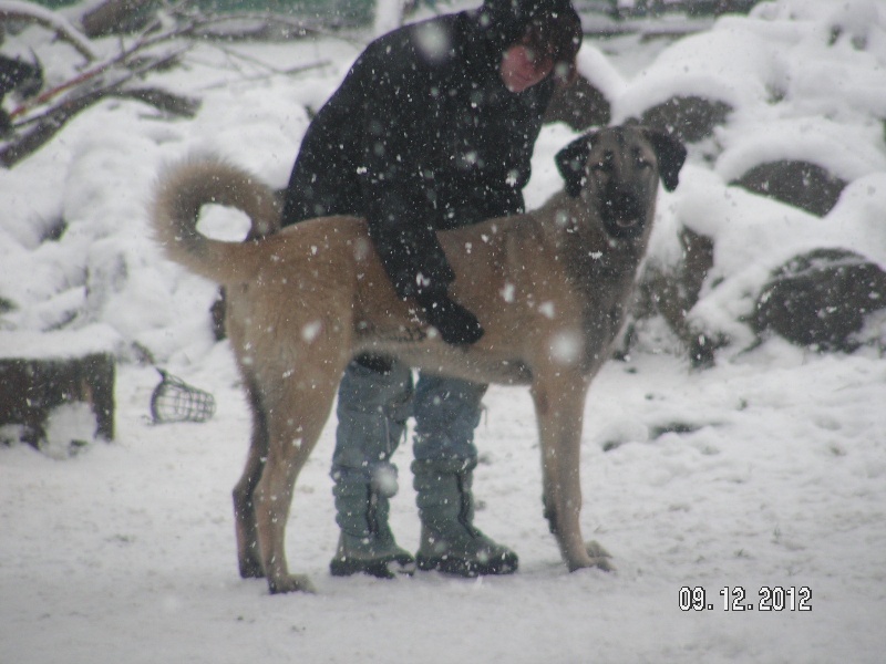 Publication : The Legend Of Kangal