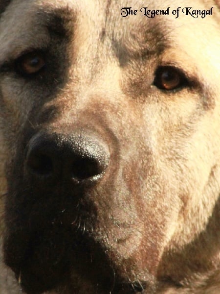 Publication : The Legend Of Kangal