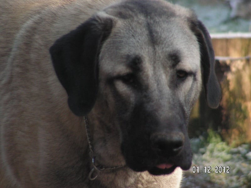 Publication : The Legend Of Kangal