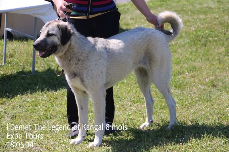 Publication : The Legend Of Kangal Auteur : Antunes Amelle