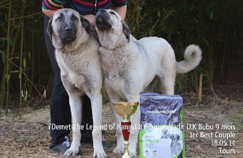 Publication : The Legend Of Kangal Auteur : Antunes Amelle