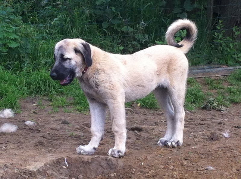 Publication : The Legend Of Kangal