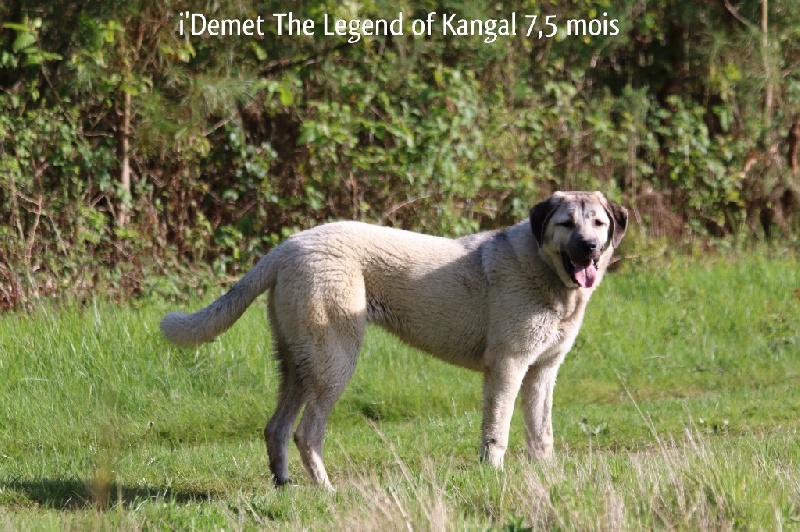 Publication : The Legend Of Kangal Auteur : Antunes Amelle