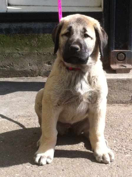 Publication : The Legend Of Kangal