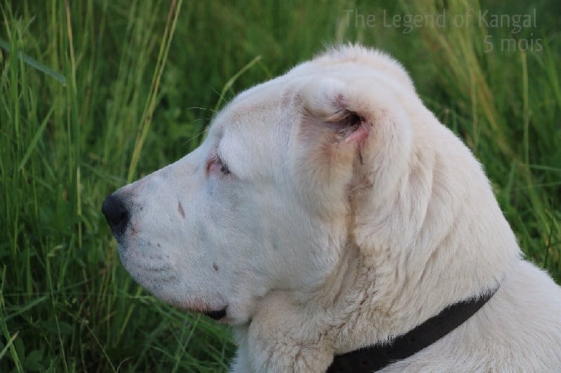Publication : The Legend Of Kangal Auteur : The Legend of Kangal