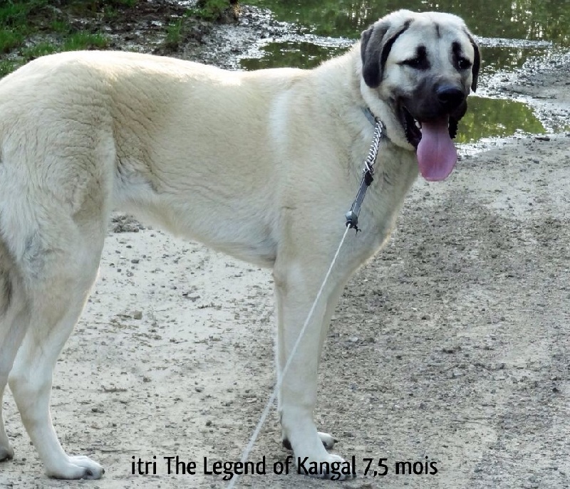 Itri The Legend Of Kangal