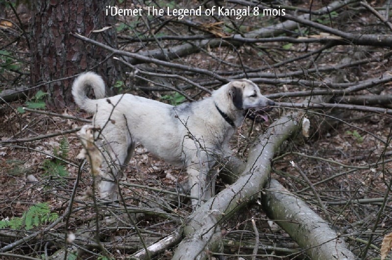 Publication : The Legend Of Kangal Auteur : Antunes Amelle