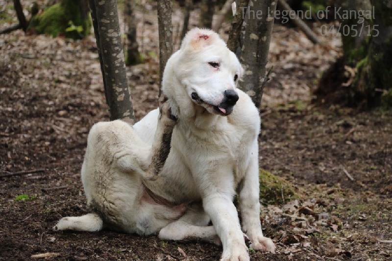 Publication : The Legend Of Kangal Auteur : The Legend of Kangal