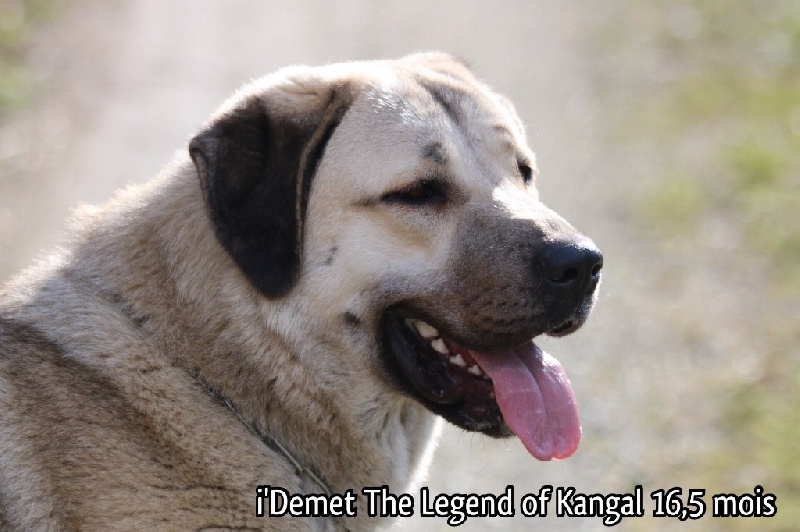 Publication : The Legend Of Kangal Auteur : Antunes Amelle