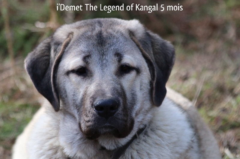 Publication : The Legend Of Kangal Auteur : Antunes Amelle