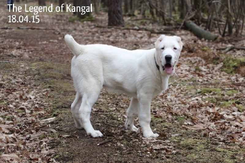 Publication : The Legend Of Kangal Auteur : The Legend of Kangal