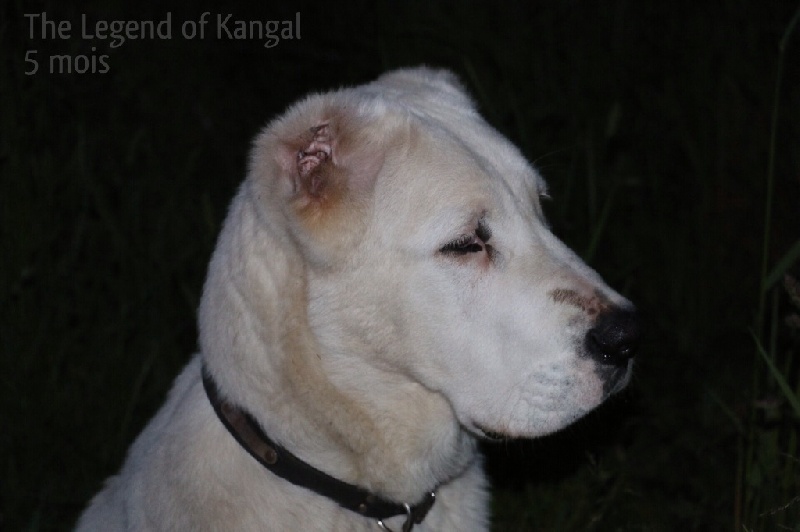 Publication : The Legend Of Kangal Auteur : The Legend of Kangal