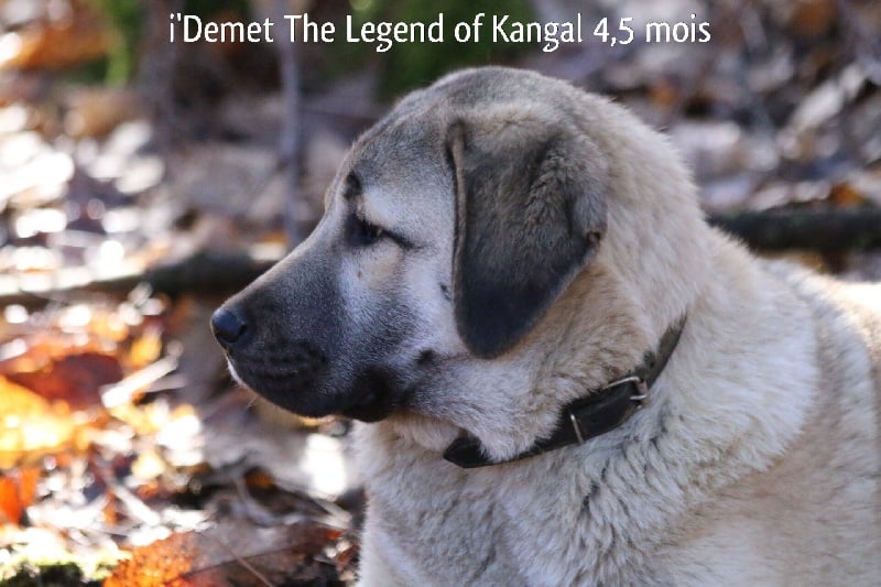 Publication : The Legend Of Kangal Auteur : Antunes Amelle