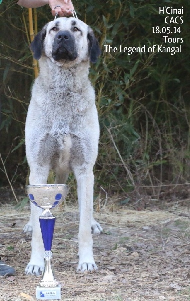 Publication : The Legend Of Kangal