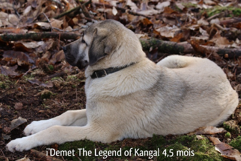 Publication : The Legend Of Kangal Auteur : Antunes Amelle