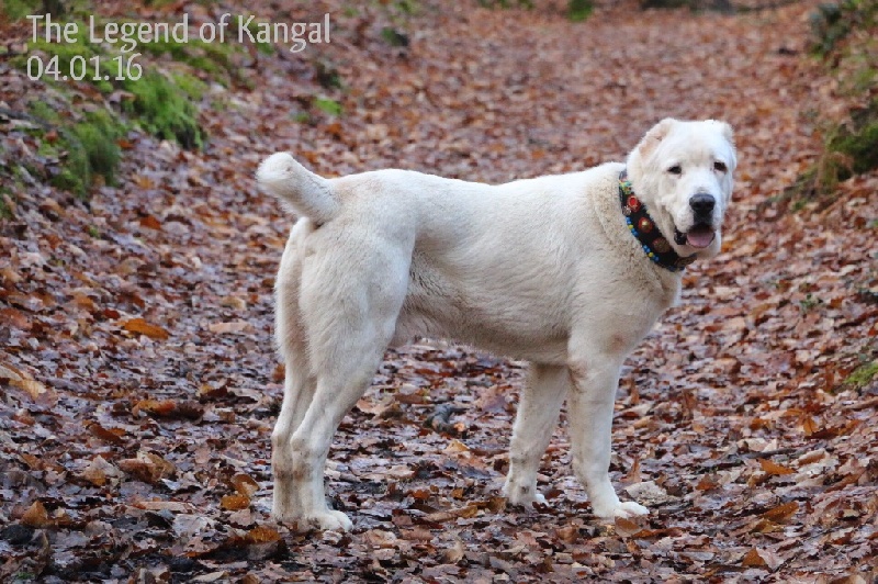 Publication : The Legend Of Kangal Auteur : The Legend of Kangal