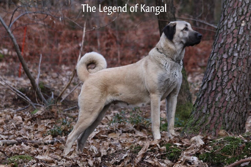 Publication : The Legend Of Kangal