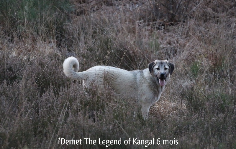 Publication : The Legend Of Kangal Auteur : Antunes Amelle
