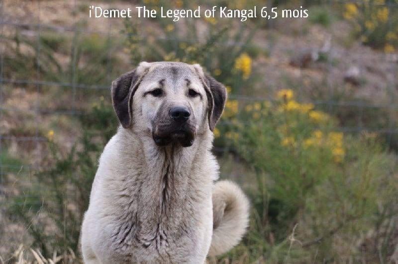 Publication : The Legend Of Kangal Auteur : Antunes Amelle