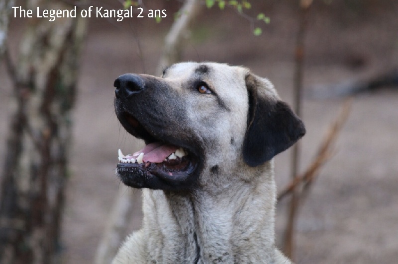 Publication : The Legend Of Kangal