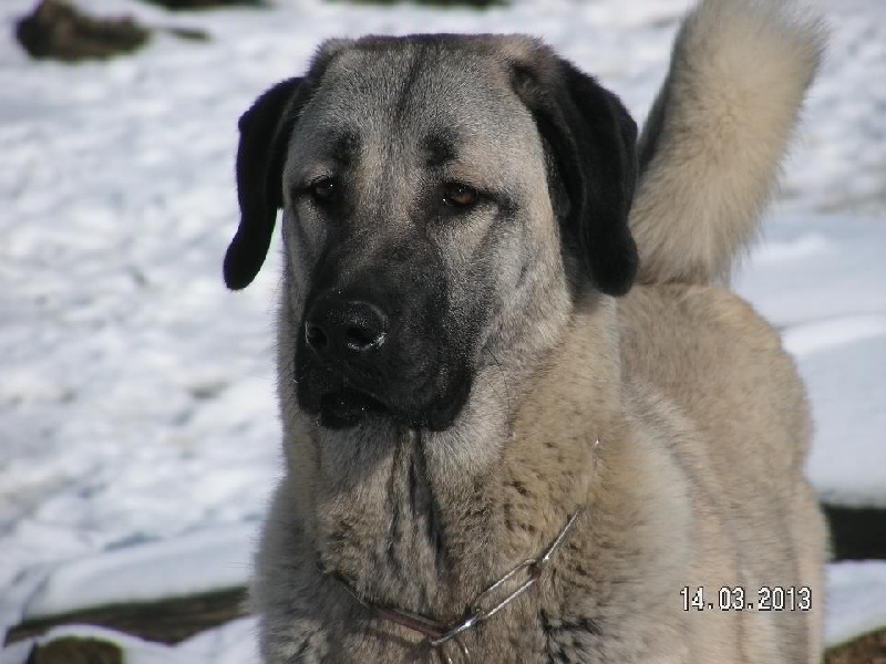 Publication : The Legend Of Kangal