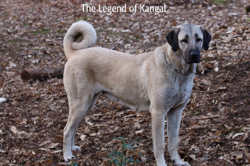 Publication : The Legend Of Kangal