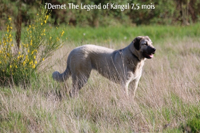 Publication : The Legend Of Kangal Auteur : Antunes Amelle